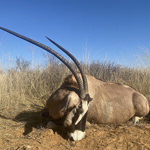 Unique Gemsbok Hunt Kalahari South Africa