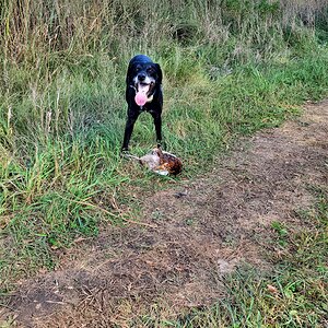 Hunting Dog