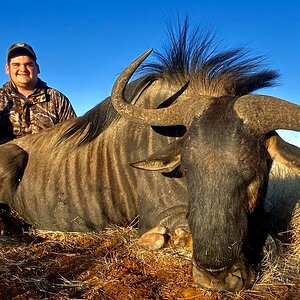 Blue Wildebeest Hunting South Africa