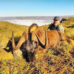 Black Wildebeest