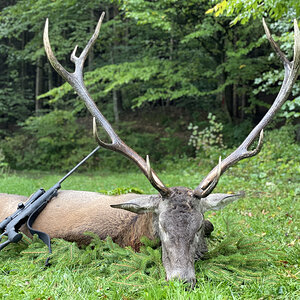 Red Stag Hunting Romania