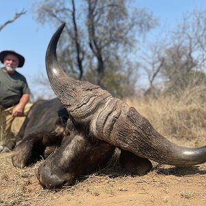 Buffalo Hunt South Africa