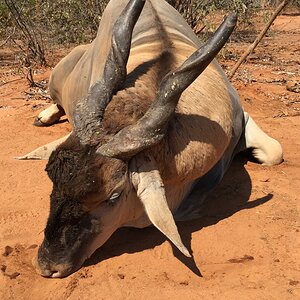 Eland Hunting