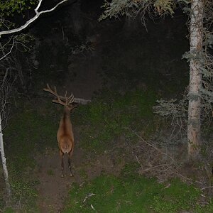 Elk Bull Utah