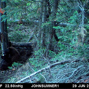 Black Bear Trail Cam