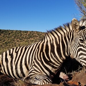 Burchell's Zebra Hunt
