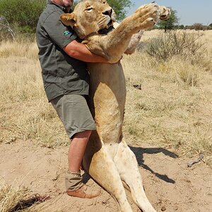 Lioness Hunt South Africa