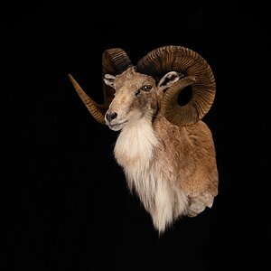 Transcaspian Urial Shoulder Mount Taxidermy