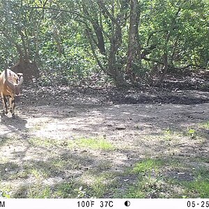 Bongo Trail Cam Central African Republic