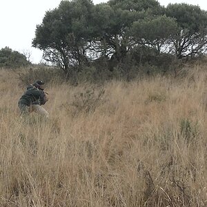 Stalking Mountain Reedbuck South Africa