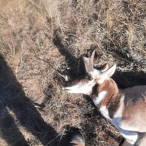 Pronghorn Hunt Alberta Canada