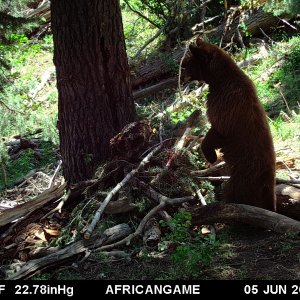 Black Bear Trail Camera Utah