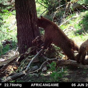 Black Bear Trail Camera Utah