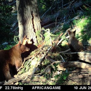 Black Bear Trail Camera Utah