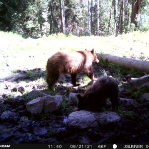 Black Bear Trail Camera Utah