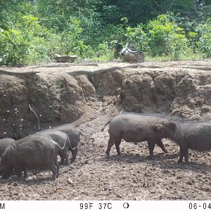 Giant Forest Hog Trail Camera Central African Republic