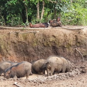 Giant Forest Hog Central African Republic
