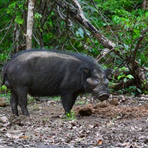 Giant Forest Hog Central African Republic