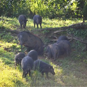 Giant Forest Hog Central African Republic