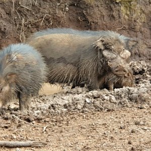 Giant Forest Hog Central African Republic