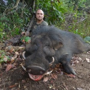 Bow Hunting Giant Forest Hog Central African Republic