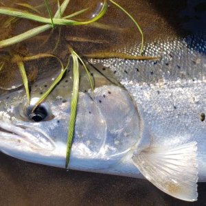 Steelhead Fishing