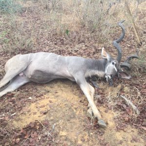 Kudu Hunt Zambia