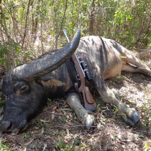 Asiatic Water Buffalo Hunt