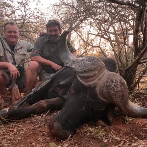 Buffalo Hunting Limpopo South Africa