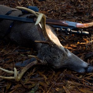 Whitetail Deer Hunting