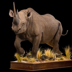 Black Rhino Full Mount Taxidermy