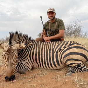 Hartmann's Mountain Zebra Hunting Namibia