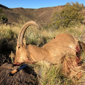 Barbary Sheep Hunt Nothern Cape South Africa