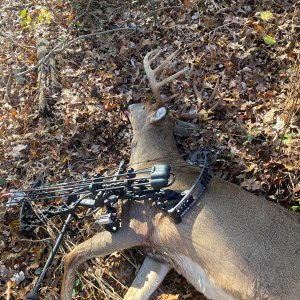 Whitetail Deer Bow Hunting Northern Virginia