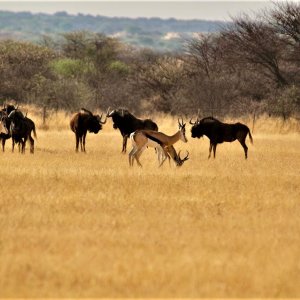 Black Wildebeest & Springbok Namibia