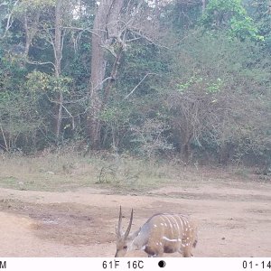 Harnessed Bushbuck Trail Camera Central African Republic