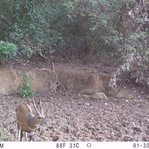 Harnessed Bushbuck Trail Camera Central African Republic