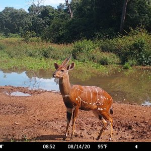 Harnessed Bushbuck Trail Camera Central African Republic