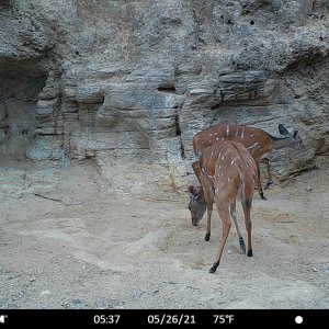 Harnessed Bushbuck Trail Camera Central African Republic