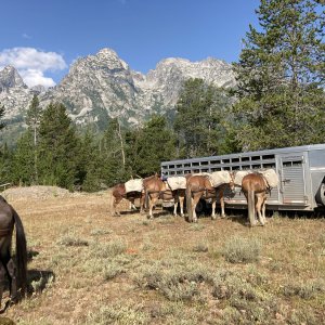 Mule Packers Grand Teton National Park