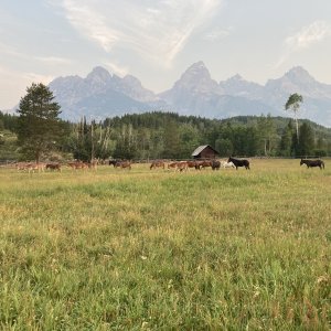 Mule Packers Grand Teton National Park