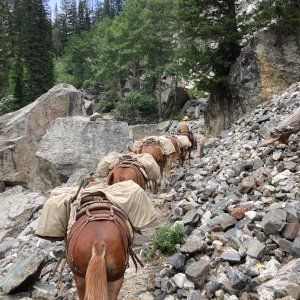 Mule Packers Grand Teton National Park