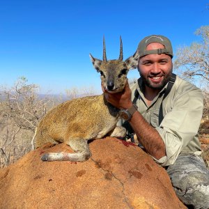 Klipspringer