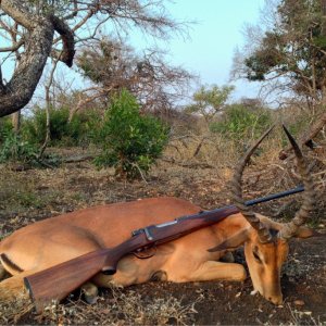 Young Impala South Africa