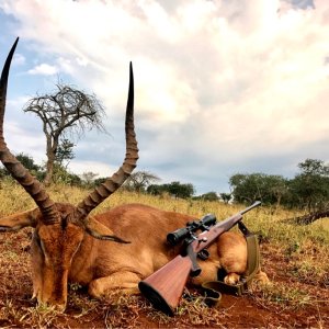 Impala Hunting South Africa