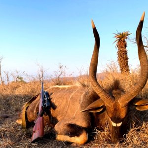 Nyala Hunting South Africa