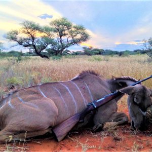 Kudu Cow Hunting South Africa