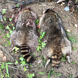 Raccoon Hunt