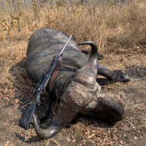 Buffalo Hunting Zimbabwe