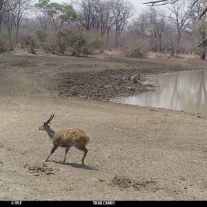 Bushbuck Trail Camera Zimbabwe